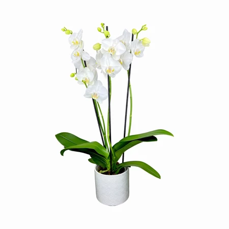 Phalaenopsis 3Br Folkstone Ceramic 12cm