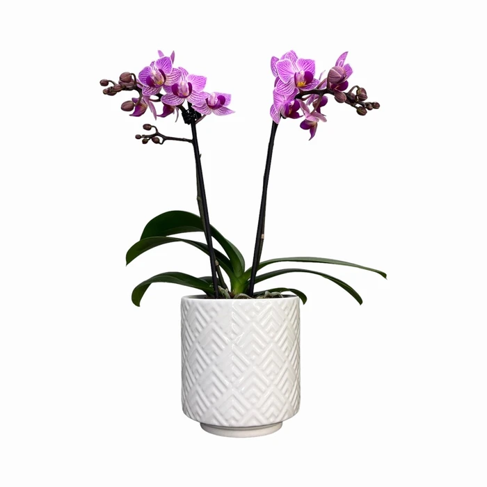 Phalaenopsis UK Pink White Ceramic 9cm