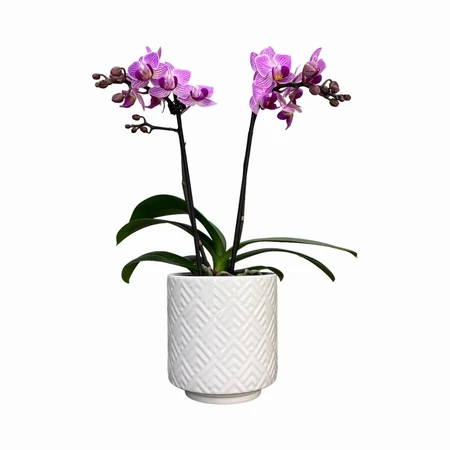 Phalaenopsis UK Pink White Ceramic 9cm