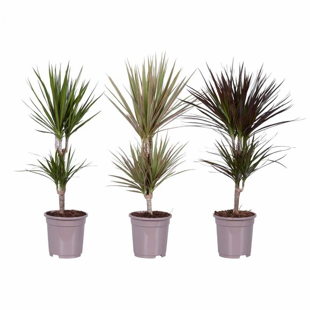Acheter Plante Interieur Dracaena Diamond Dream Pot 17cm Hauteur 50 55cm