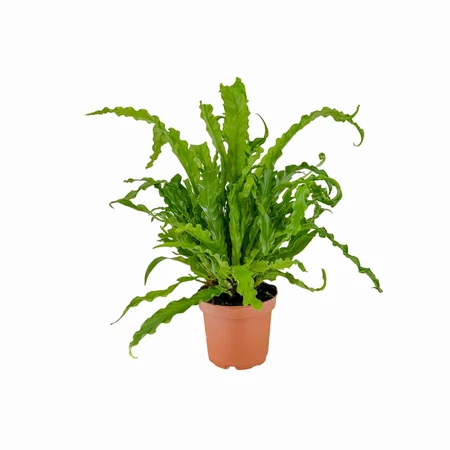 Asplenium Osaka 12cm