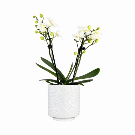 Phalaenopsis UK White in Ceramic 9cm