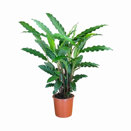 Calathea Rufibarba 17cm
