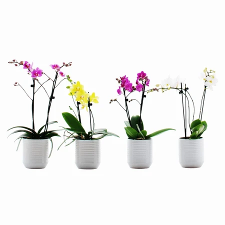 Phalaenopsis UK in Ceramic 9cm