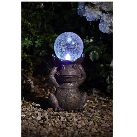 Solar Gazing Frog