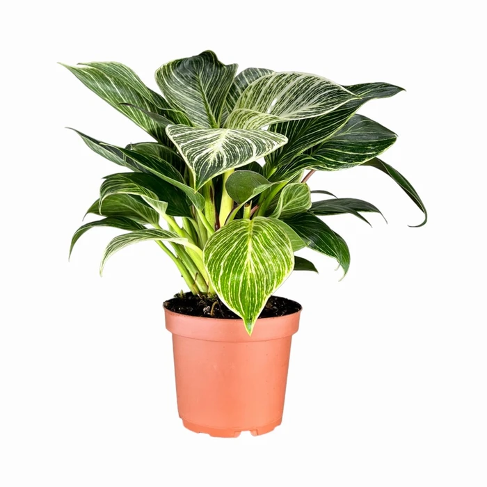 Philodendron Zebra UK 12cm