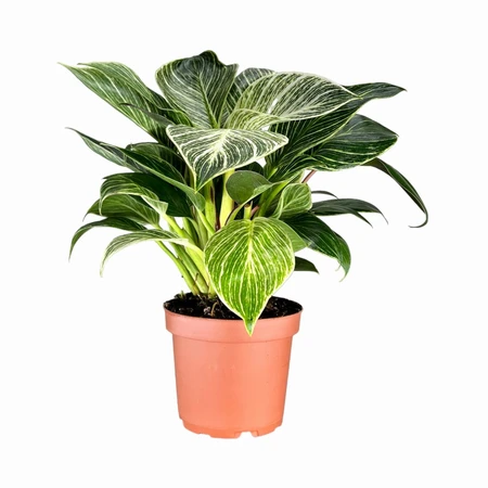 Philodendron Zebra UK 12cm