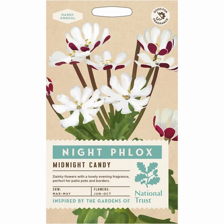 Night Phlox Midnight Candy - image 1