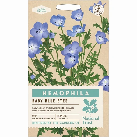 Nemophila Baby Blue Eyes - image 1