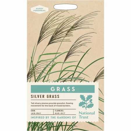 Grass Silver Grass Miscanthus Early Hybrids - image 1