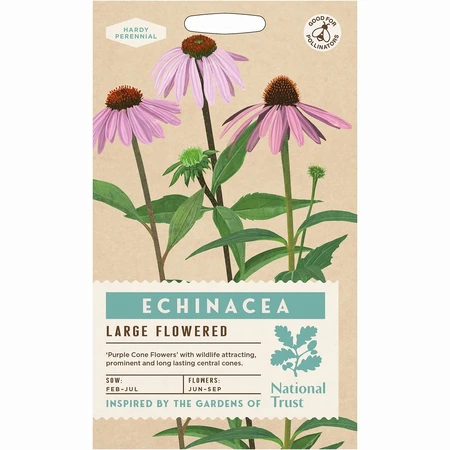 Echinacea Purpurea - image 1