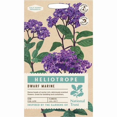 Heliotropium Marine - image 1
