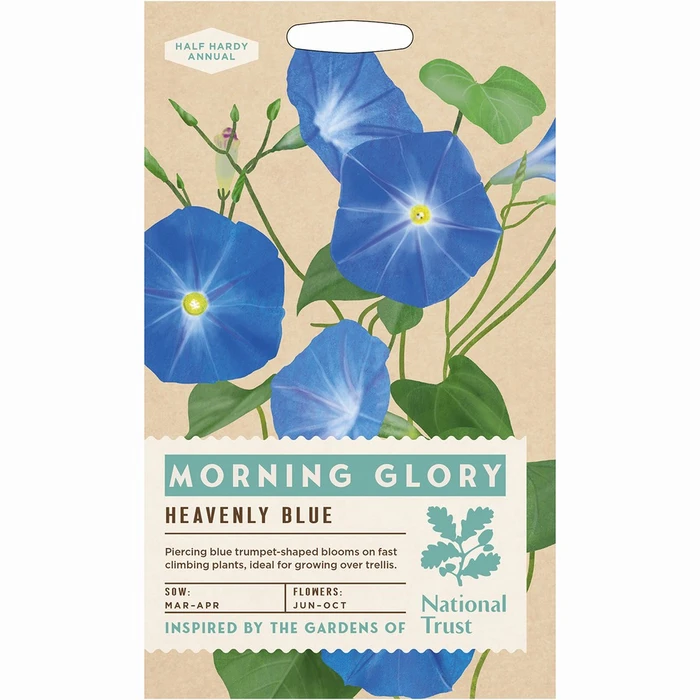 Morning Glory Heavenly Blue - image 1