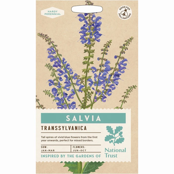 Salvia Transsylvanica - image 1