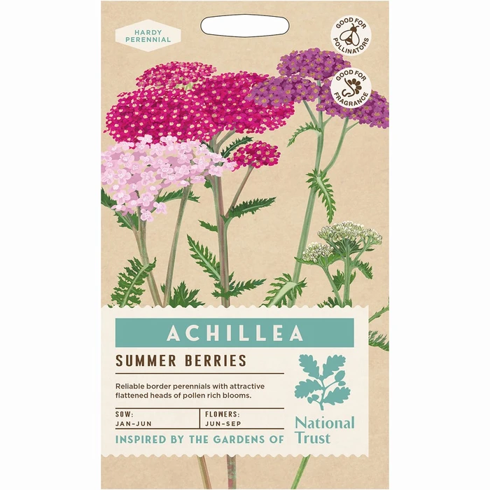Achillea Summer Berries - image 1