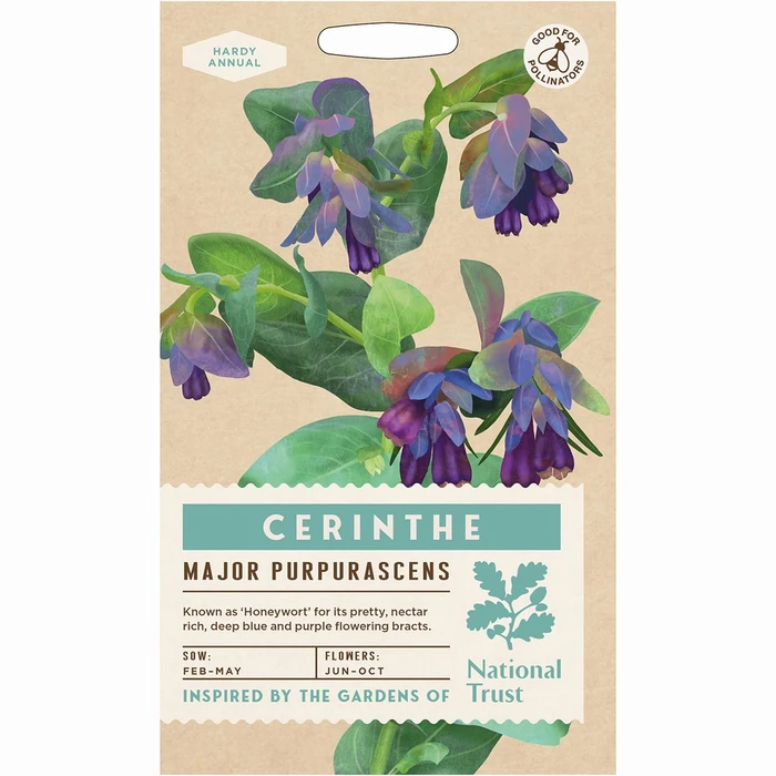 Cerinthe Major Purpurascens - image 1