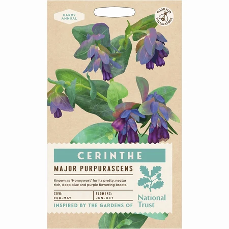 Cerinthe Major Purpurascens - image 1