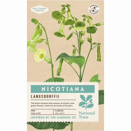 Nicotiana Langsdorffii - image 1