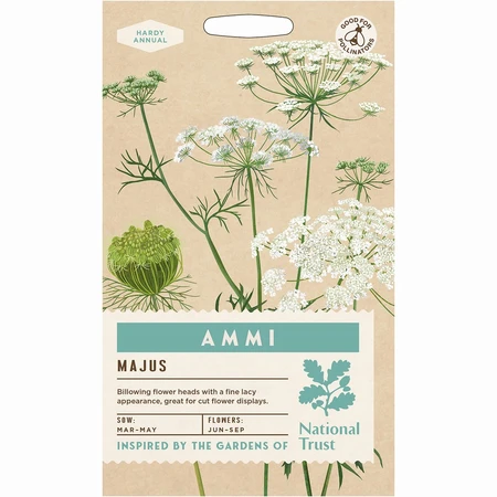 Ammi Majus - image 1