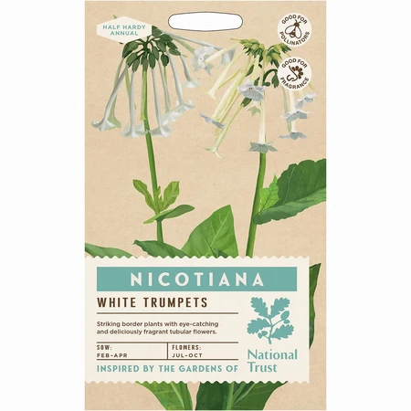 Nicotiana White Trumpets - image 1