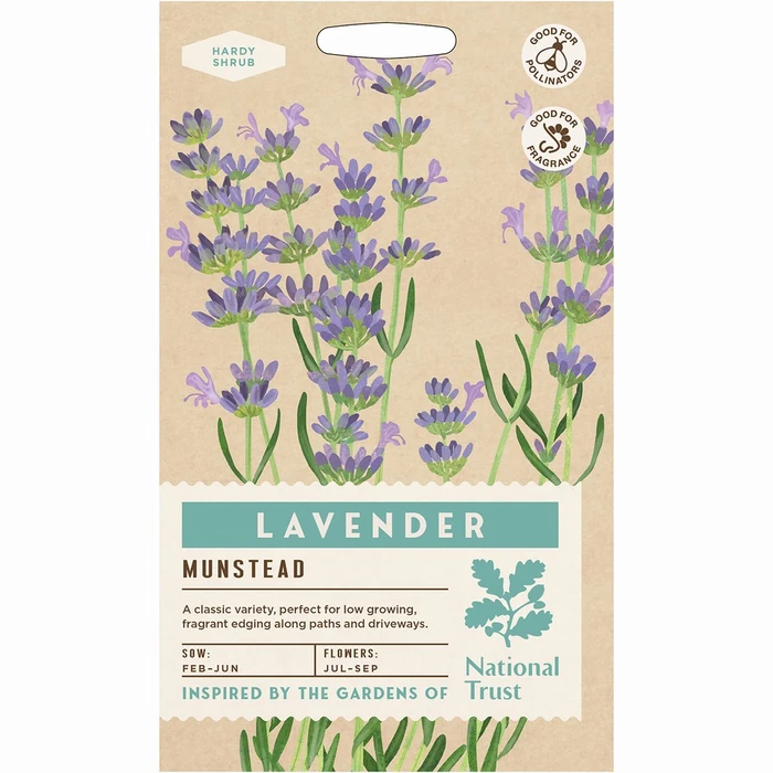 Lavender Munstead Dwarf - image 1