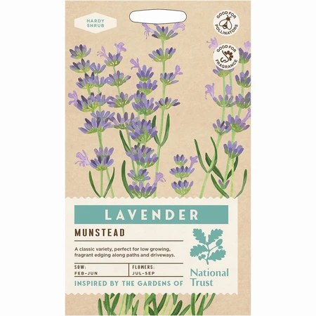 Lavender Munstead Dwarf - image 1