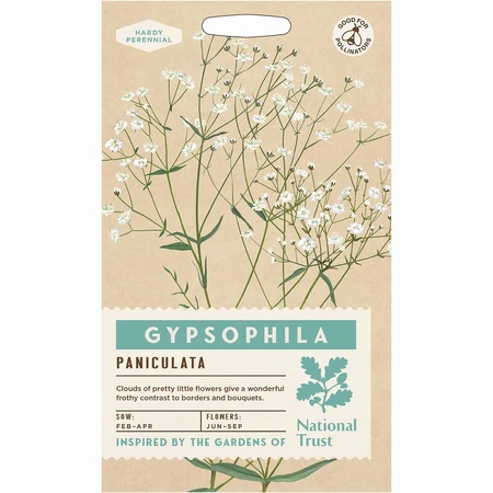 Gypsophila Paniculata - image 1