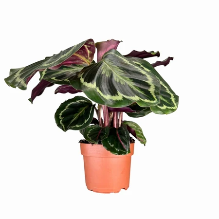 Calathea Medallion UK 12cm