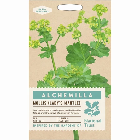 Alchemilla Mollis Ladys Mantle - image 1