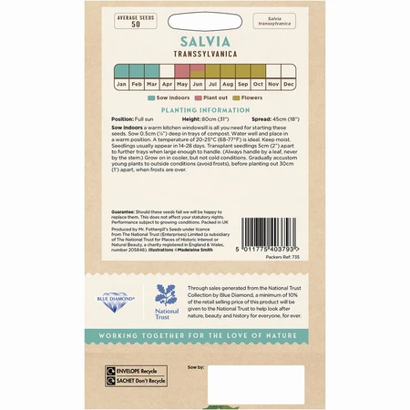 Salvia Transsylvanica - image 2