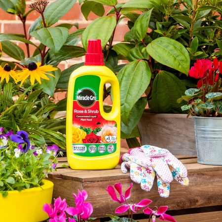 Miracle Gro Rose + Shrub Concentrate - image 2