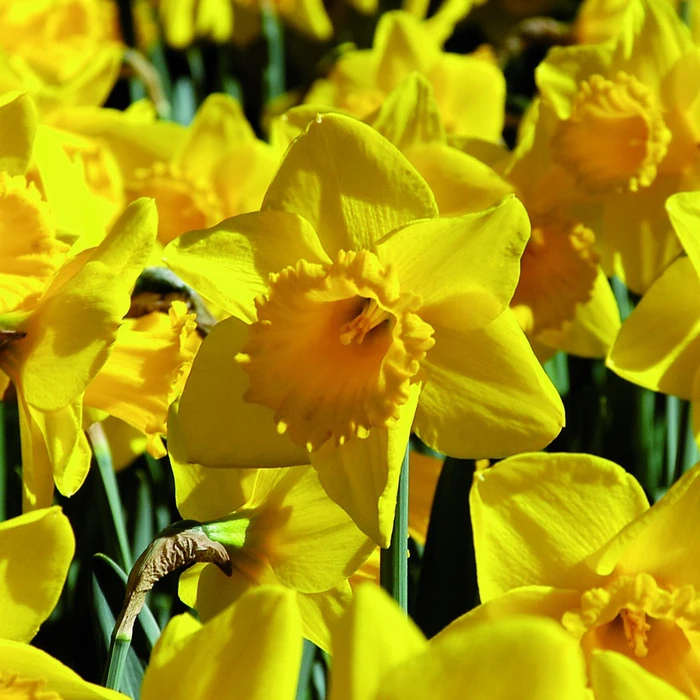 Narcissi Golden Trumpets 5Kg - image 2