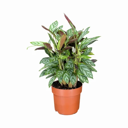 Calathea Compact Star 12cm