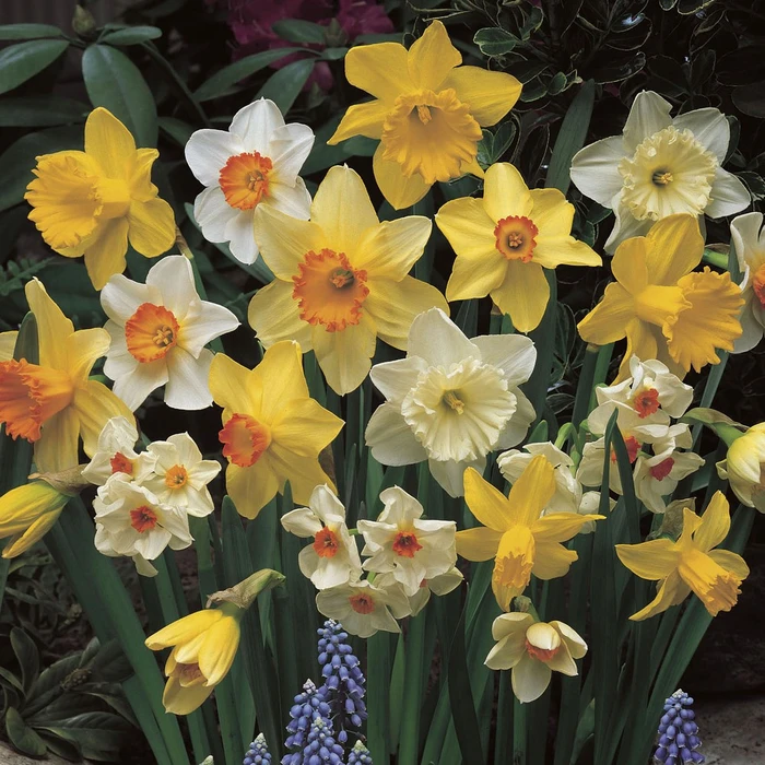 Narcissi Fragrant Mix 5Kg - image 2