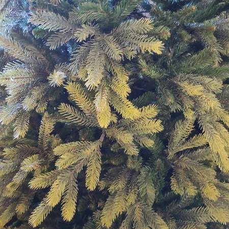 Lawrence Fir 6.5ft Tree - image 2