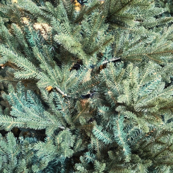 T28 Burnham 7Ft Xmas Tree - image 2