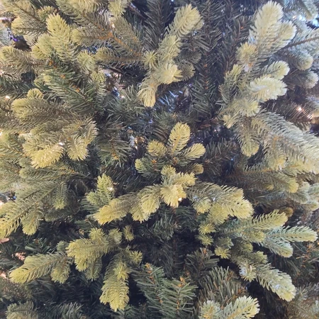 T56 Elvaston 6 Ft Tree - image 6