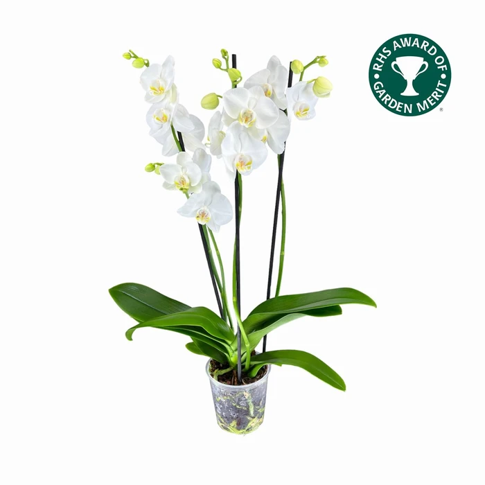 Phalaenopsis AGM Folkstone 12cm