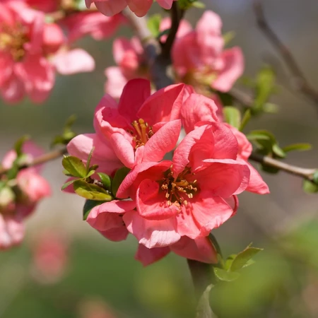 Chaenomeles Superba Pink Lady 3L