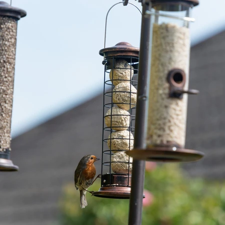 Bd Suet Feeder - image 2
