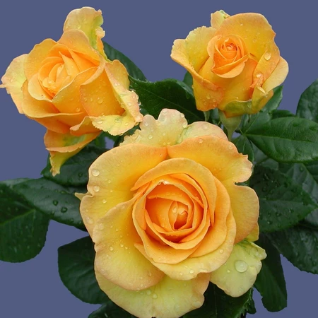 Happy Golden Wedding STD 10L