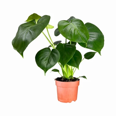 Monstera UK 12cm