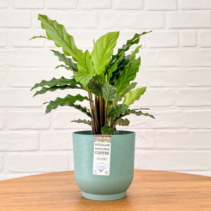 Ecomade Sage Coffee 14cm - image 2