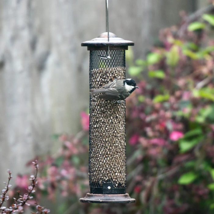 Bd Sunflower Heart Feeder - image 2
