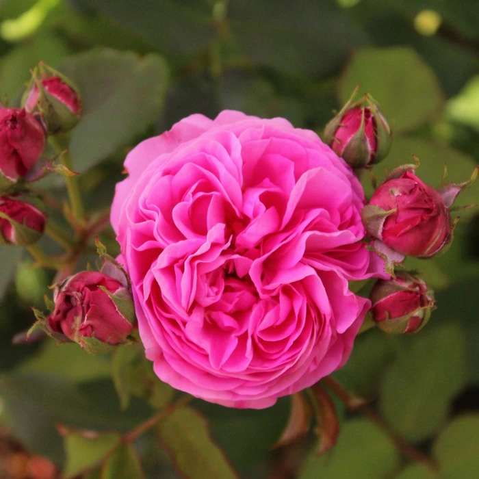 Louise Odier SHR nost 5L