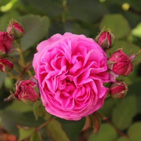 Louise Odier SHR nost 5L