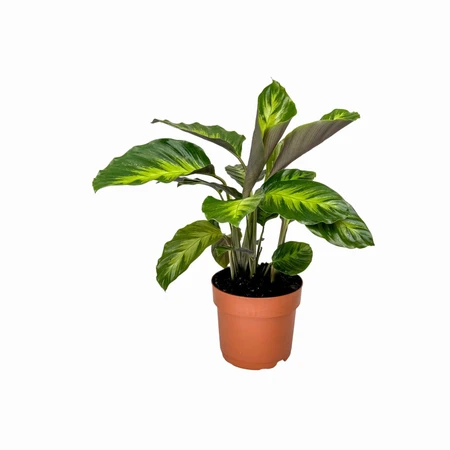 Calathea Misto 12cm