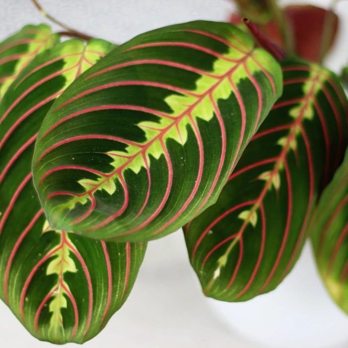 Maranta 12cm - image 2