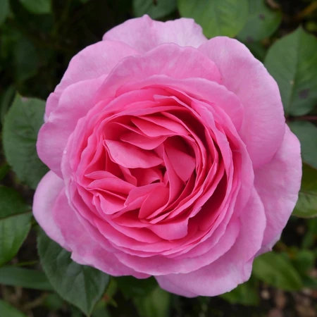 Mum in a Million HT OCC 4.5L