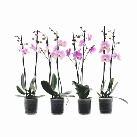 Phalaenopsis UK Pink 12cm